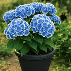 Blue Lace Edge Hydrangea