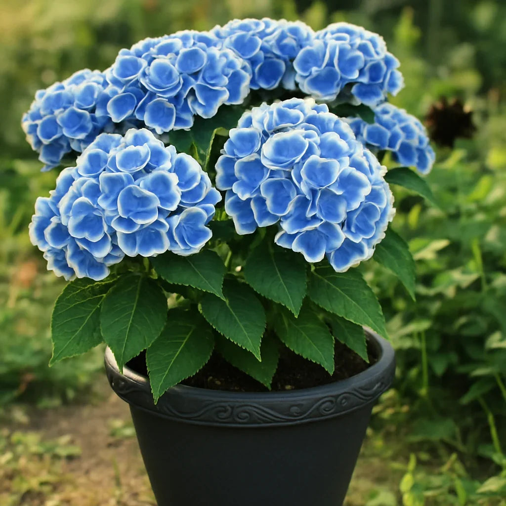 Hydrangea Paniculata Flower Seeds – Colorful Hardy Shrubs for Your Garden - Seed World