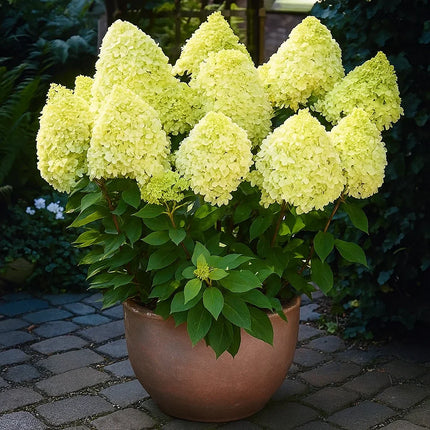 Hydrangea Paniculata Flower Seeds – Colorful Hardy Shrubs for Your Garden - Seed World