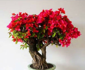 20 Red Bougainvillea Spectabilis Seeds