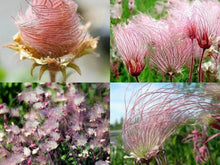 40 Prairie Smoke Flower Seeds