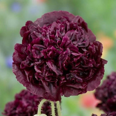 300 Organic Black Peony Poppy Seed