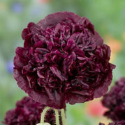 300 Organic Black Peony Poppy Seed