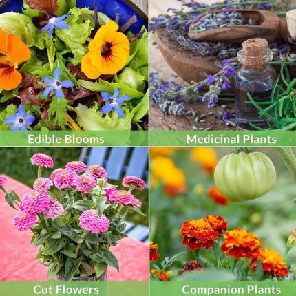 Functional Flower Garden Kit – 36 Seed Packs for Pollinators & Beauty