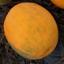 10 Royal Golden Skin Watermelon Seeds