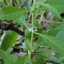 20 American Bugleweed - Lycopus Americanus Herb Seeds