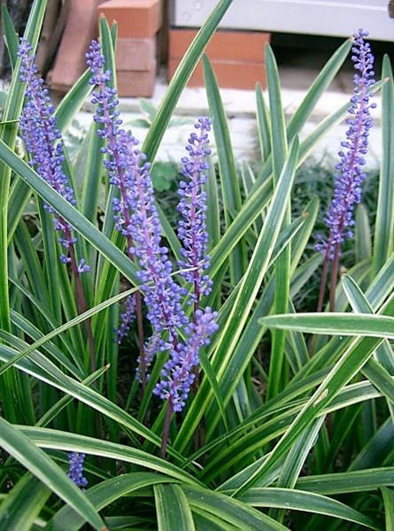 5 Lilyturf - Big Blue Lily Turf Seeds