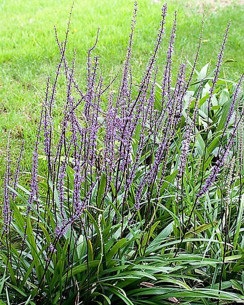 5 Lilyturf - Big Blue Lily Turf Seeds