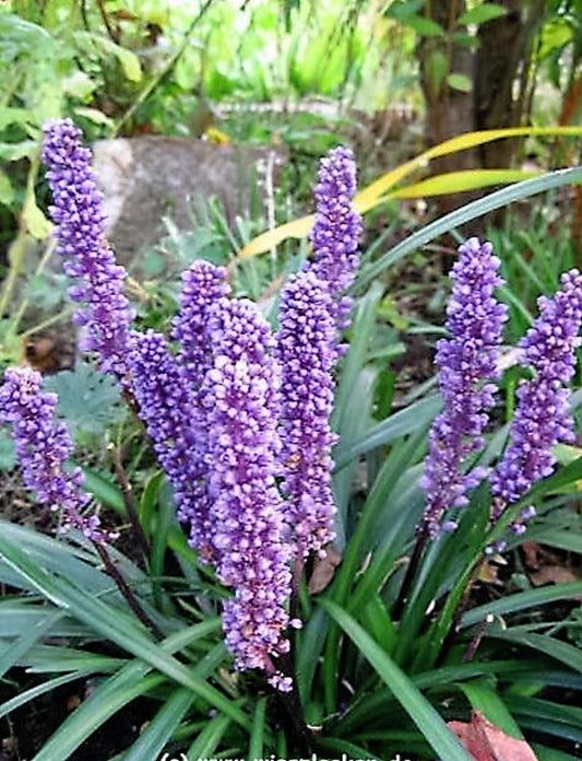 5 Lilyturf - Big Blue Lily Turf Seeds
