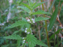 20 American Bugleweed - Lycopus Americanus Herb Seeds