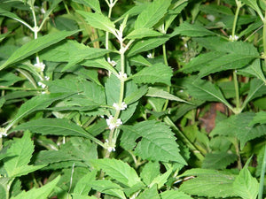 20 American Bugleweed - Lycopus Americanus Herb Seeds