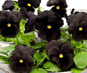 50 Black Pansy Seeds