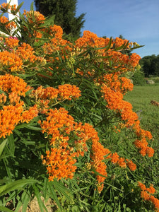 25 Butterfly Weed - Orange Milkweed Seeds