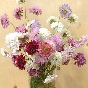 50 Mixed Color Scabiosa - Pincushion Flower Seeds