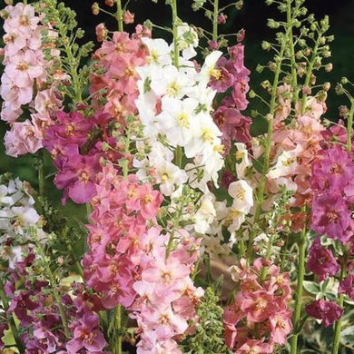 400 Verbascum Mix (Purple Mullein) Seeds