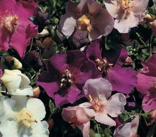 400 Verbascum Mix (Purple Mullein) Seeds