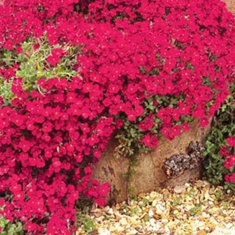 Red flowers with a stone path and greenery