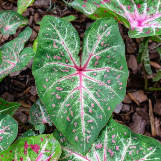 2 Bulbs Caladium 'Galaxy' Size #2