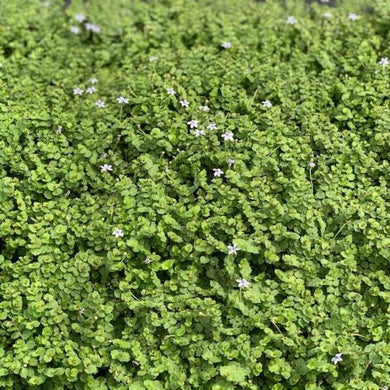 1 Blue Star Creeper -  Isotoma Fluviatilis Live Plant