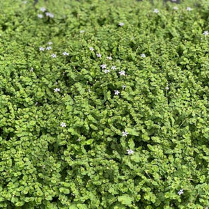 6 Blue Star Creeper -  Isotoma Fluviatilis Live Plant