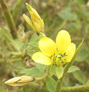 10 Cleome viscosa - Tickweed Seeds