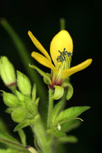 10 Cleome viscosa - Tickweed Seeds