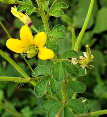 10 Cleome viscosa - Tickweed Seeds