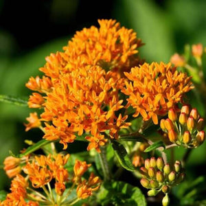 25 Butterfly Weed - Orange Milkweed Seeds