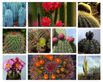100 Mixed Cactus Seeds