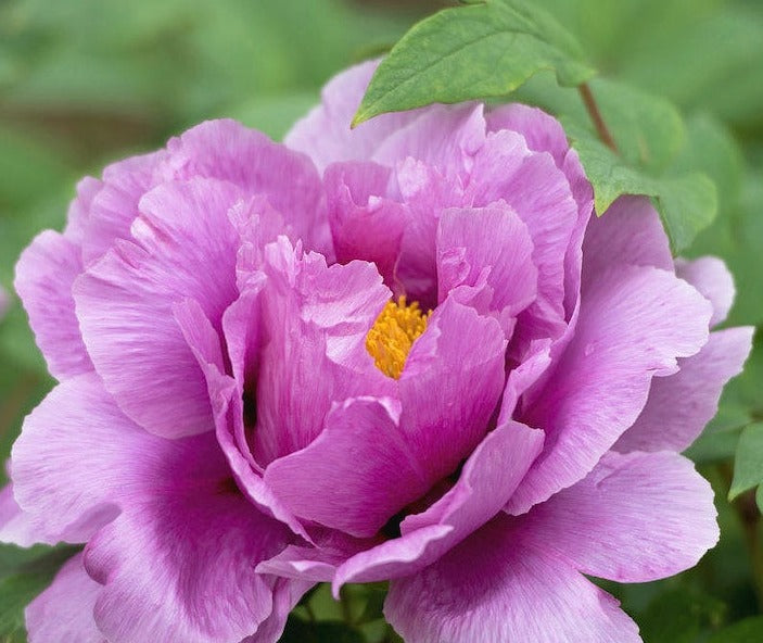 10 Peony Seeds - Paeonia suffruticosa