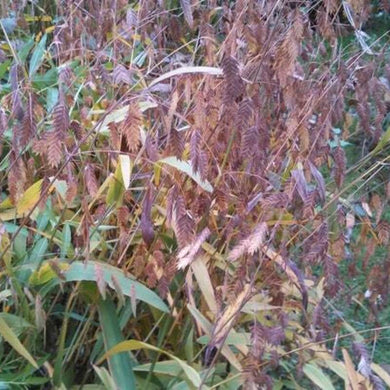 100 Northern Sea Oat Grass Seeds