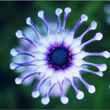 20 Rare Blue Daisy Flower Plants Seeds