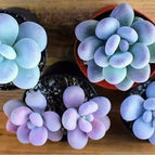 pachyphytum - 15 seeds