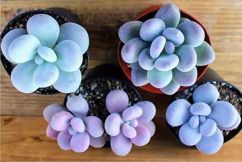 Rare Mixed Succulent Seeds – Unique Desert Plants | Colorful & Easy to Grow