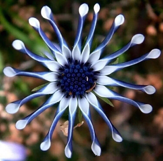 20 Rare Blue Daisy Flower Plants Seeds