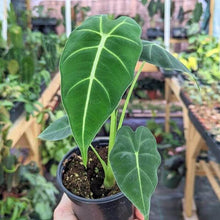 1 Frydek Elephant Ear - Alocasia Live Plant