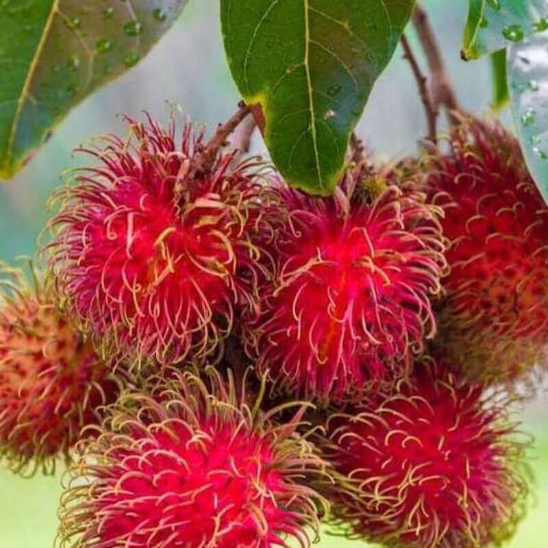 5 Rambutan Seeds