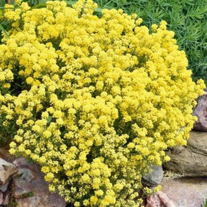 250 Alyssum Basket of Gold Seeds