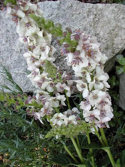 50 Wedding Candles Verbascum Seeds