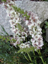 50 Wedding Candles Verbascum Seeds