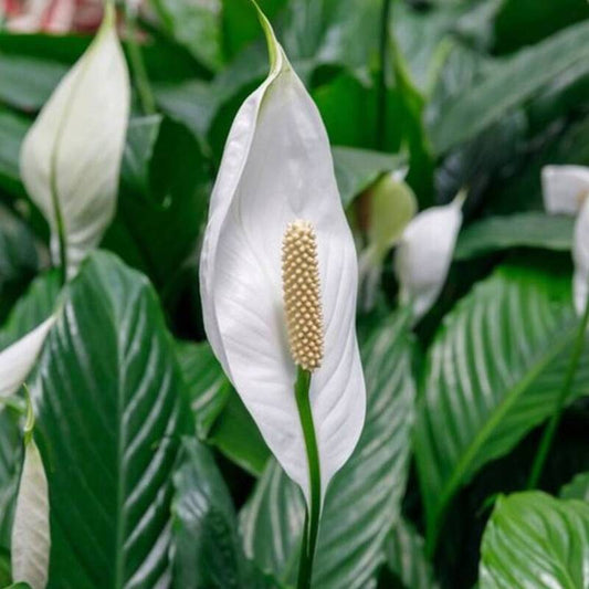 Close-up of Peace Lily white bloom with yellow spadix and glossy dark green leaves – elegant air-purifying indoor plant
