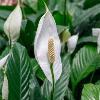 10 Peace Lily Plant Seeds