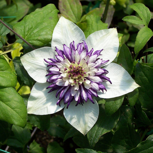 25 White Purple Clematis Seeds