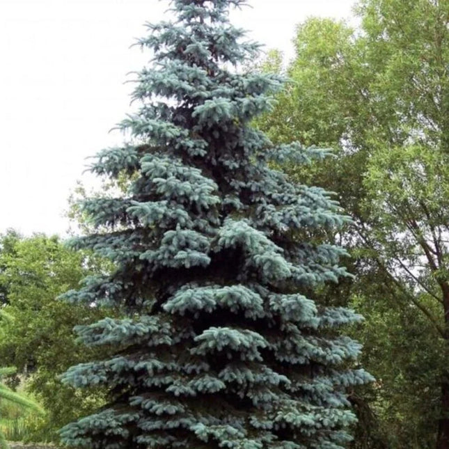 20 White Spruce Bonsai Seeds – Picea glauca