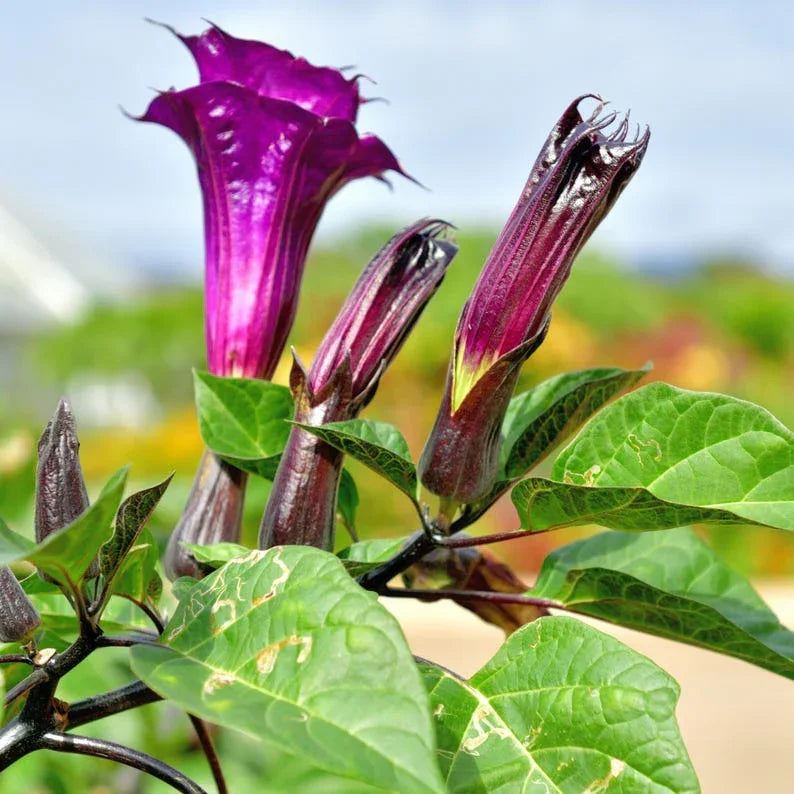 Purple flowers with green leaves against a blurred natural background