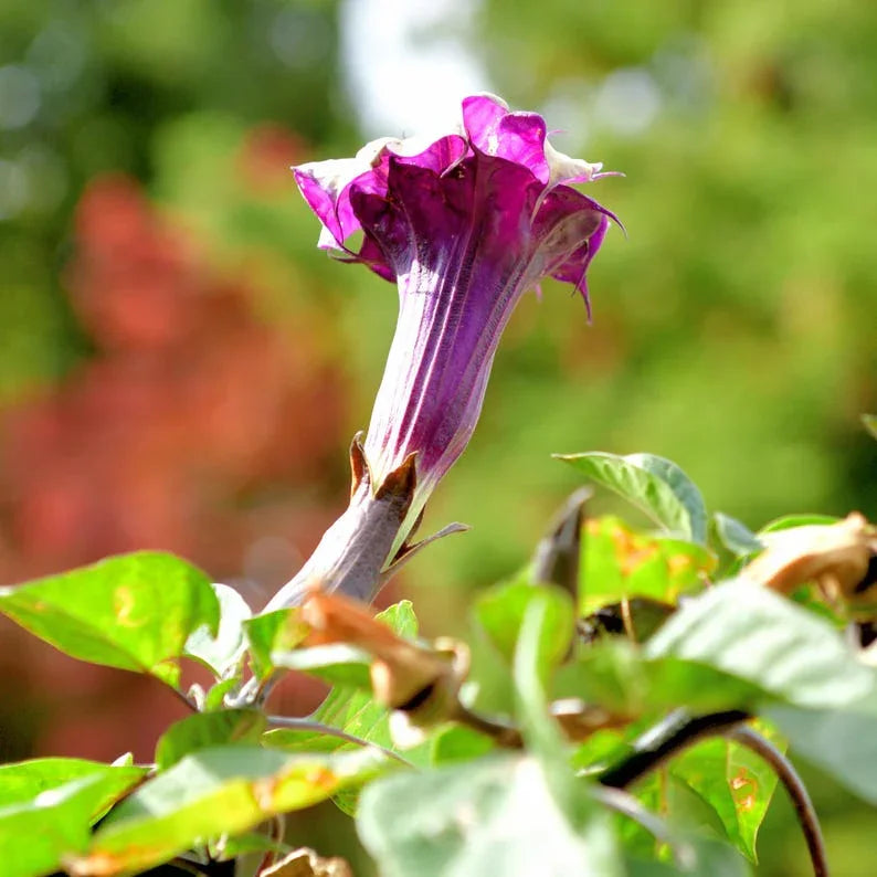 Purple flower with green leaves against a blurred natural background