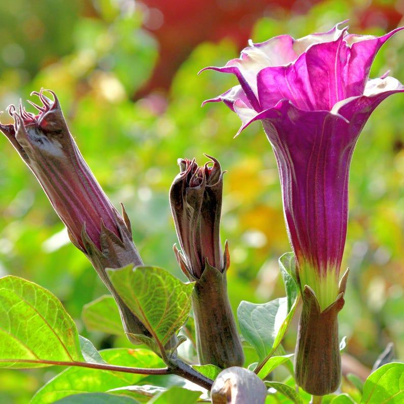 Purple flower with green leaves on a blurred natural background