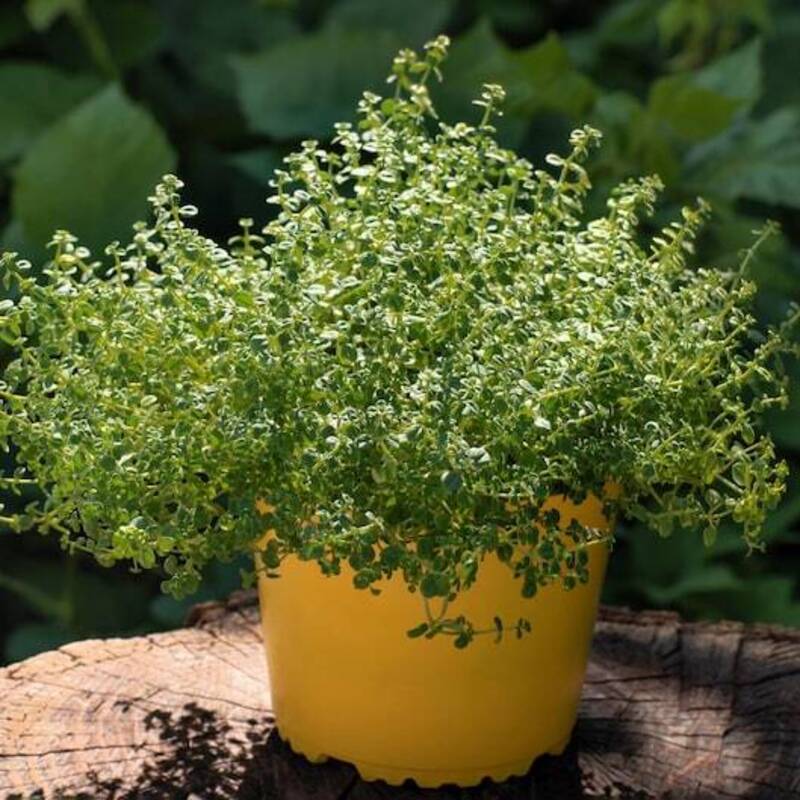 Potted plant with green leaves in a yellow pot on a wooden surface