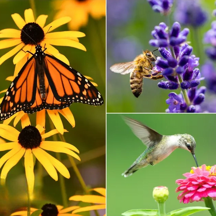 Functional Flower Garden Kit – 36 Seed Packs for Pollinators & Beauty