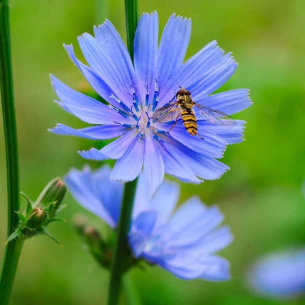Italian Dandelion Chicory Seeds (NON-GMO)